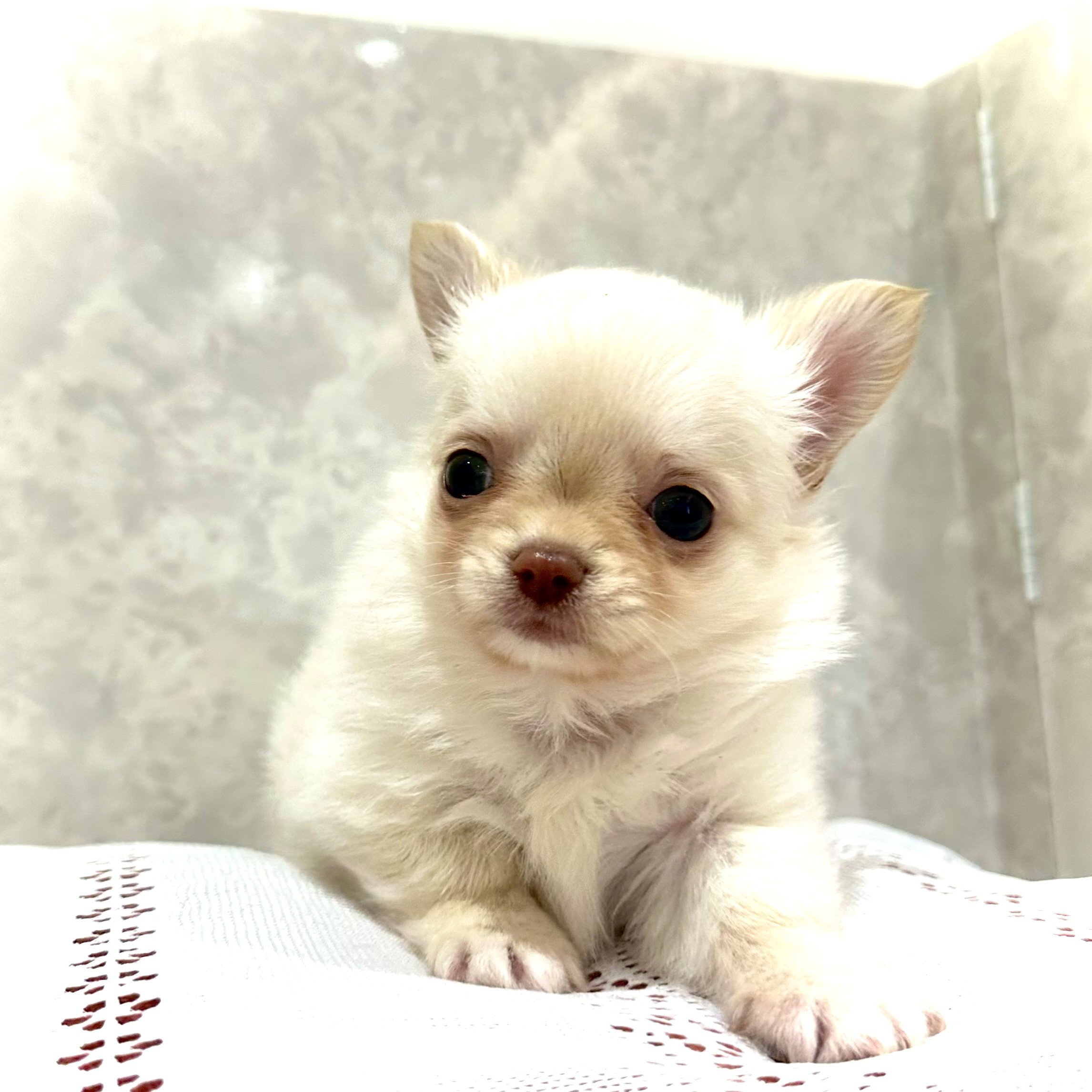 福岡県のチワワ(ロング) (犬の家＆猫の里くりえいと宗像店/2025年12月16日生まれ/男の子/クリーム)の子犬の2枚目の画像