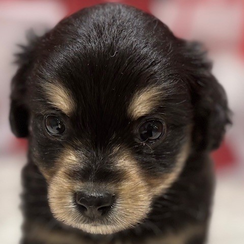 福岡県のチワックス(チワワ×ダックス) (犬の家＆猫の里トリアス久山店/2025年12月12日生まれ/女の子/ブラックタン)の子犬の1枚目の画像