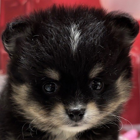 福岡県のポメチワ/チワポメ/ポメチー(ポメラニアン×チワワ) (犬の家＆猫の里トリアス久山店/2025年12月14日生まれ/女の子/ブラックタン)の子犬の1枚目の画像