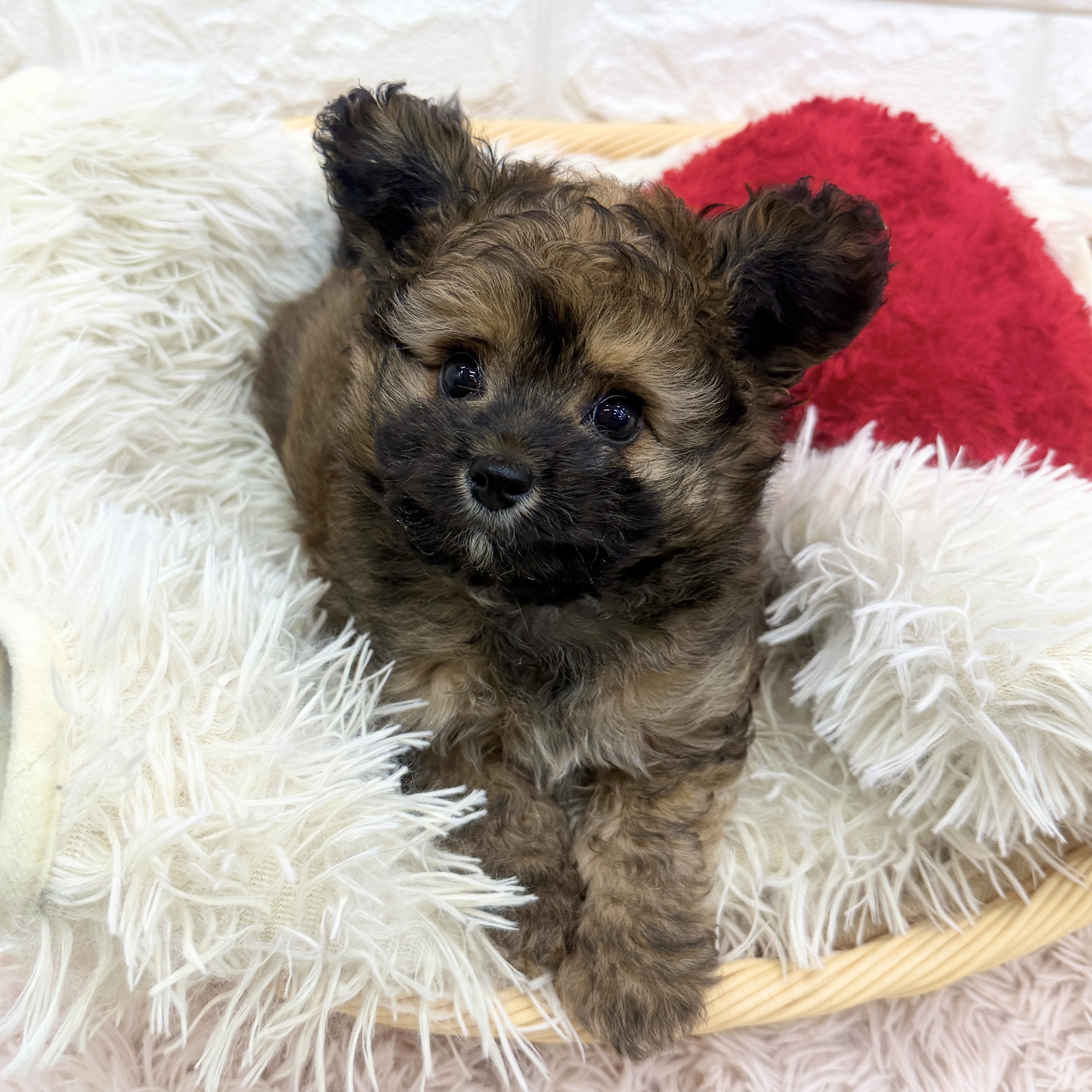 愛知県のチワプー/プーチー(チワワ×プードル) (犬の家＆猫の里MEGAドン・キホーテ東海名和店/2025年12月15日生まれ/男の子/フォーン)の子犬の2枚目の画像