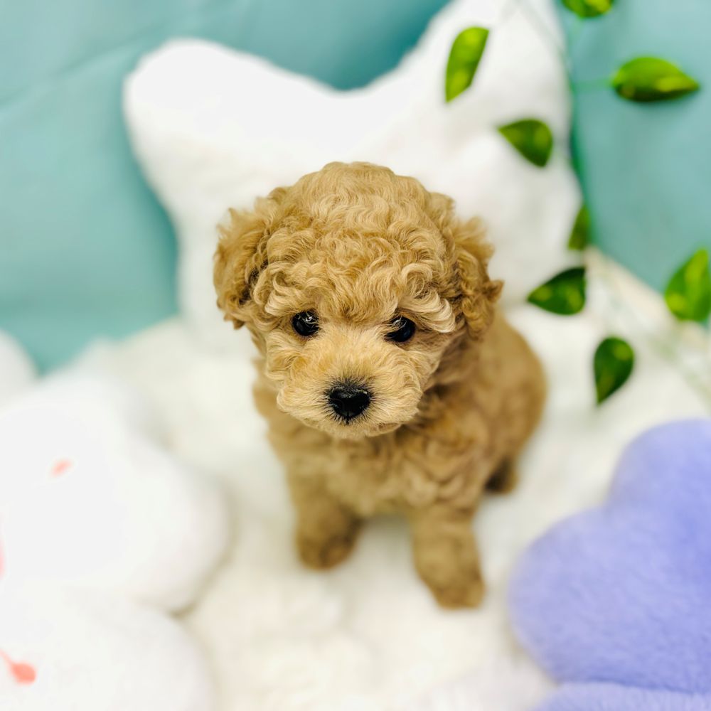 愛知県のトイプードル(トイ) (犬の家＆猫の里愛知刈谷店/2025年12月16日生まれ/男の子/オレンジフォーン)の子犬の1枚目の画像