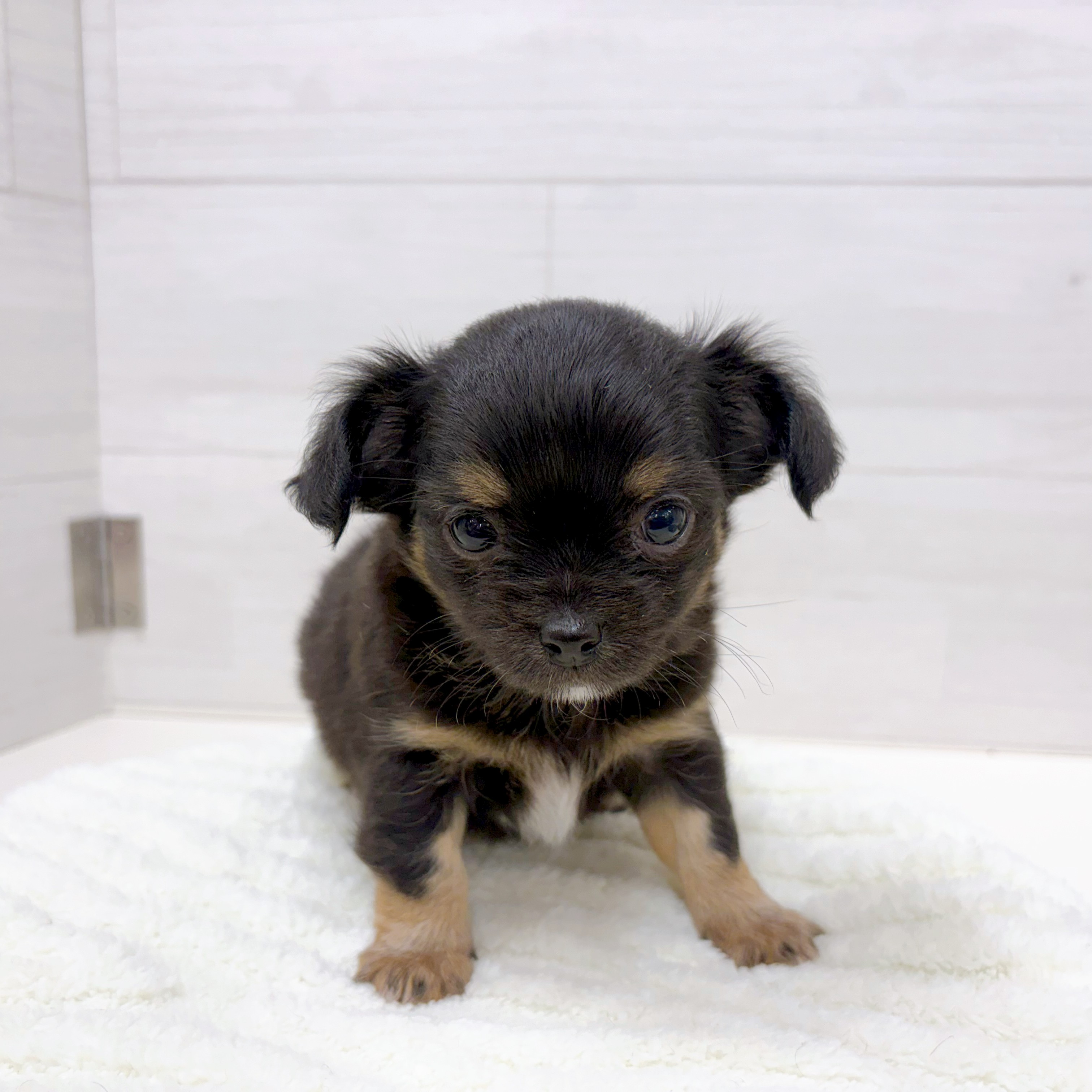 石川県のチワックス(チワワ×ダックス) (犬の家＆猫の里アミーゴ金沢おこばた店/2025年12月16日生まれ/男の子/ブラックタンホワイト)の子犬の2枚目の画像