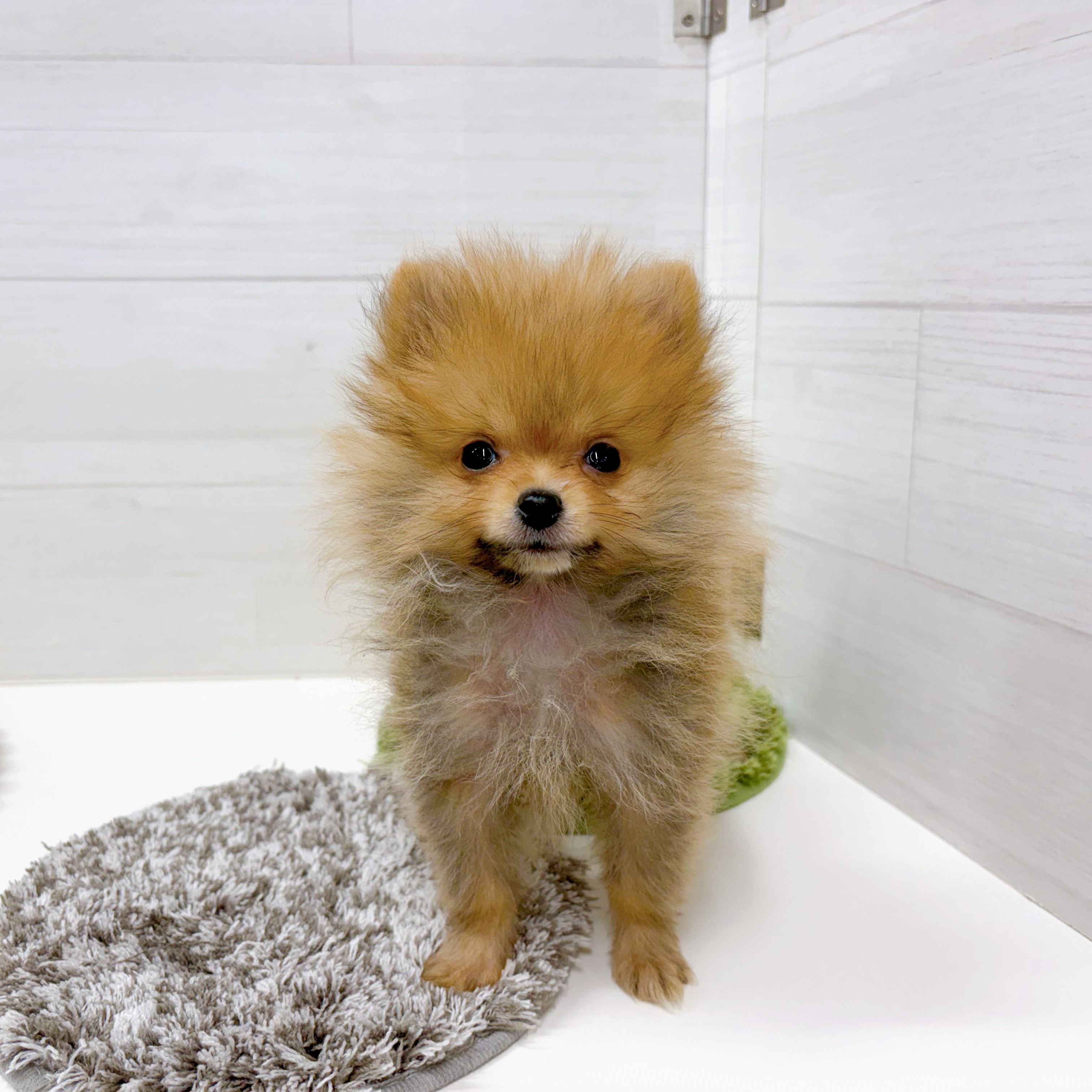 石川県のポメラニアン (犬の家＆猫の里アミーゴ金沢おこばた店/2025年12月3日生まれ/男の子/オレンジセーブル)の子犬の2枚目の画像