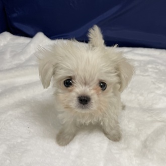 愛知県のチワマル/マルチワ(チワワ×マルチーズ) (犬の家＆猫の里一宮店/2025年12月13日生まれ/女の子/クリームホワイト)の子犬の1枚目の画像