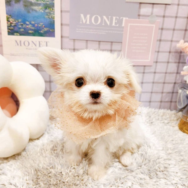 福井県のチワマル/マルチワ(チワワ×マルチーズ) (犬の家＆猫の里福井店/2025年12月13日生まれ/女の子/クリームホワイト)の子犬の2枚目の画像