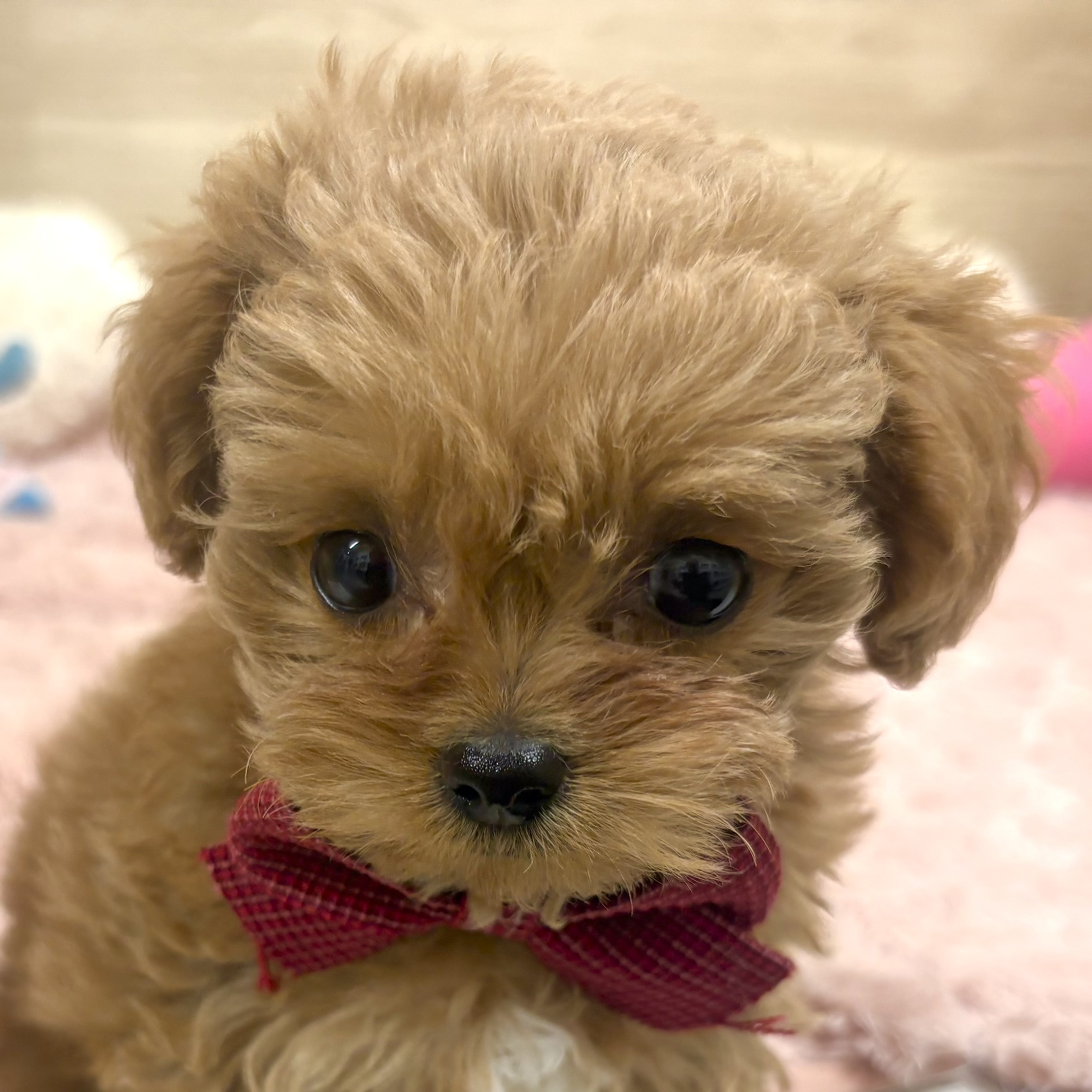 大阪府のチワプー/プーチー(チワワ×プードル) (犬の家＆猫の里そよら東岸和田店/2025年12月16日生まれ/女の子/アプリコット)の子犬の2枚目の画像