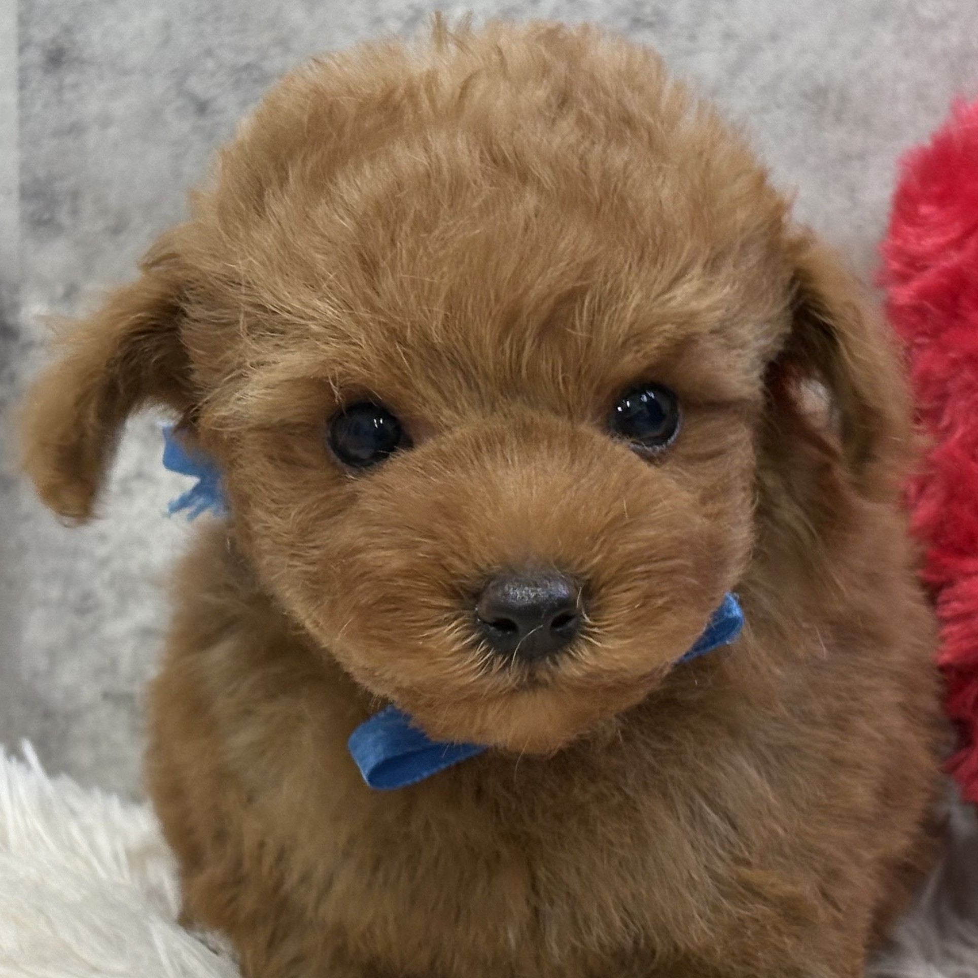 石川県のトイプードル(トイ) (犬の家＆猫の里アミーゴ金沢おこばた店/2025年12月16日生まれ/男の子/レッドフォーン)の子犬の2枚目の画像