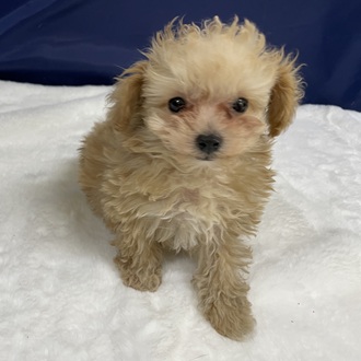 愛知県のマルプー(マルチーズ×プードル) (犬の家＆猫の里一宮店/2025年12月17日生まれ/男の子/クリーム)の子犬の1枚目の画像