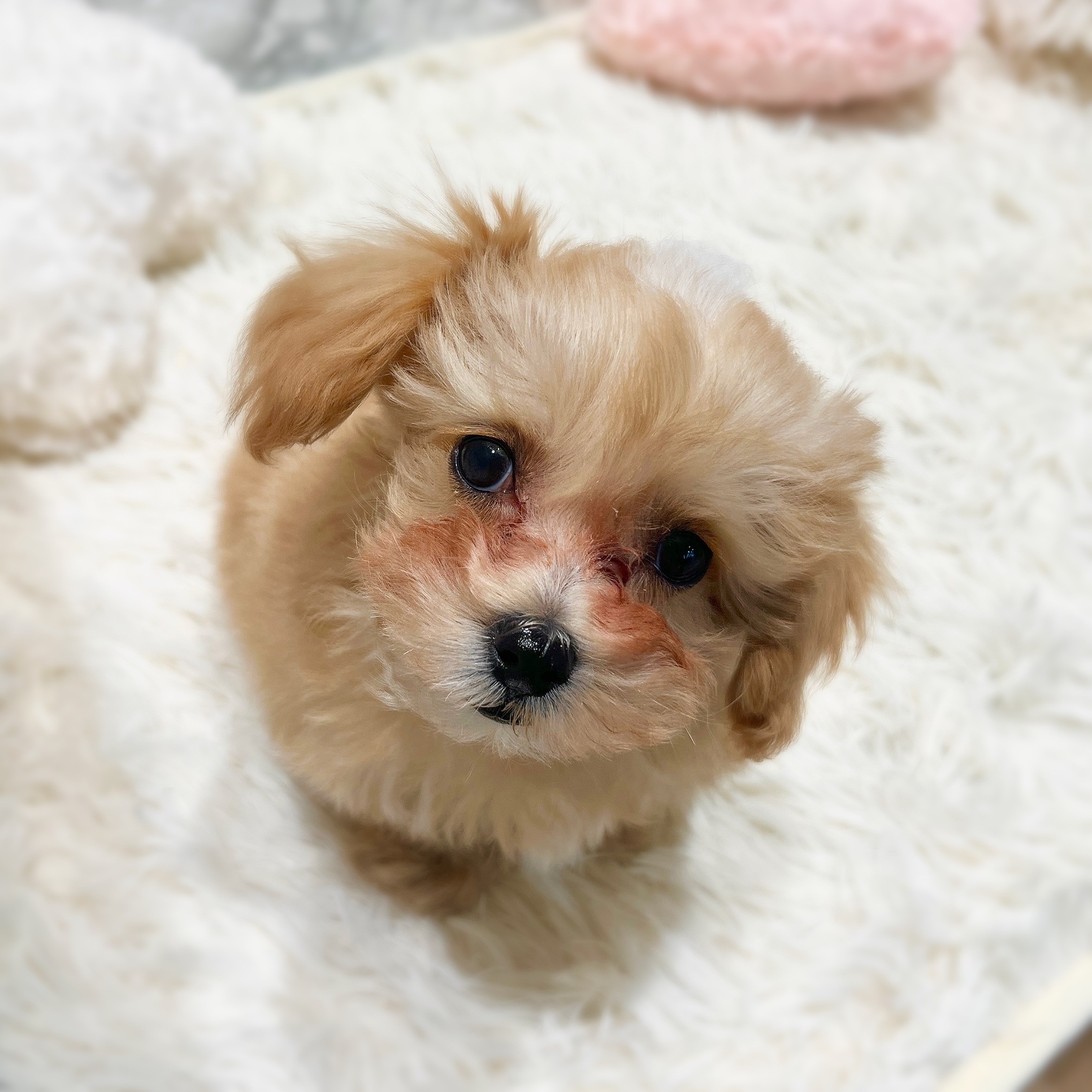 愛知県のマルプー(マルチーズ×プードル) (犬の家＆猫の里MiO香久山店/2025年12月17日生まれ/男の子/クリームホワイト)の子犬の2枚目の画像