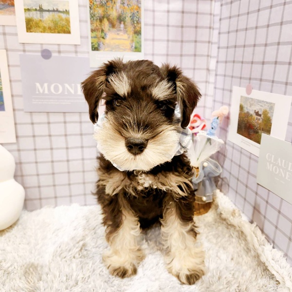 福井県のミニチュアシュナウザー (犬の家＆猫の里福井店/2025年12月17日生まれ/男の子/ブラックシルバー)の子犬の2枚目の画像