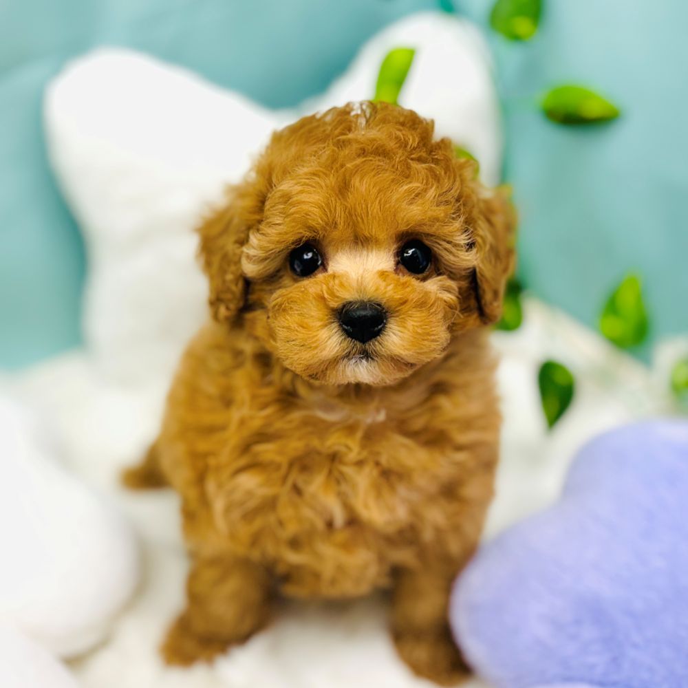愛知県のトイプードル(トイ) (犬の家＆猫の里愛知刈谷店/2025年12月17日生まれ/女の子/オレンジフォーン)の子犬の2枚目の画像