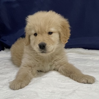 愛知県のゴールデンレトリバー (犬の家＆猫の里一宮店/2025年12月9日生まれ/男の子/ゴールデン)の子犬の1枚目の画像