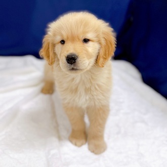 愛知県のゴールデンレトリバー (犬の家＆猫の里一宮店/2025年12月9日生まれ/男の子/ゴールデン)の子犬の2枚目の画像