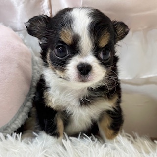兵庫県のチワワ(ロング) (犬の家＆猫の里カナート西神戸店/2025年12月14日生まれ/男の子/ブラックタンホワイト)の子犬の1枚目の画像