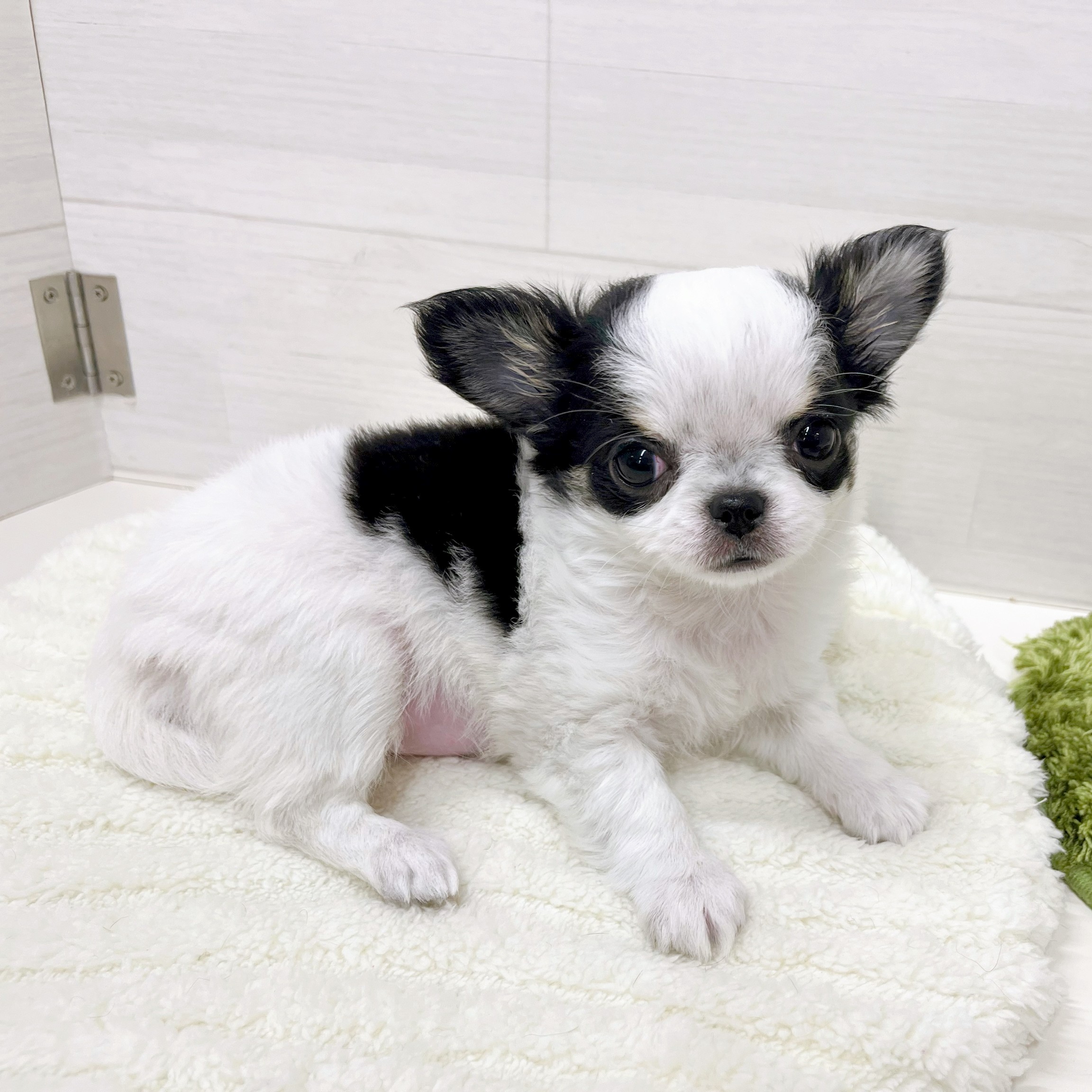 石川県のチワワ(ロング) (犬の家＆猫の里アミーゴ金沢おこばた店/2025年12月14日生まれ/女の子/ホワイトブラックタン)の子犬の2枚目の画像