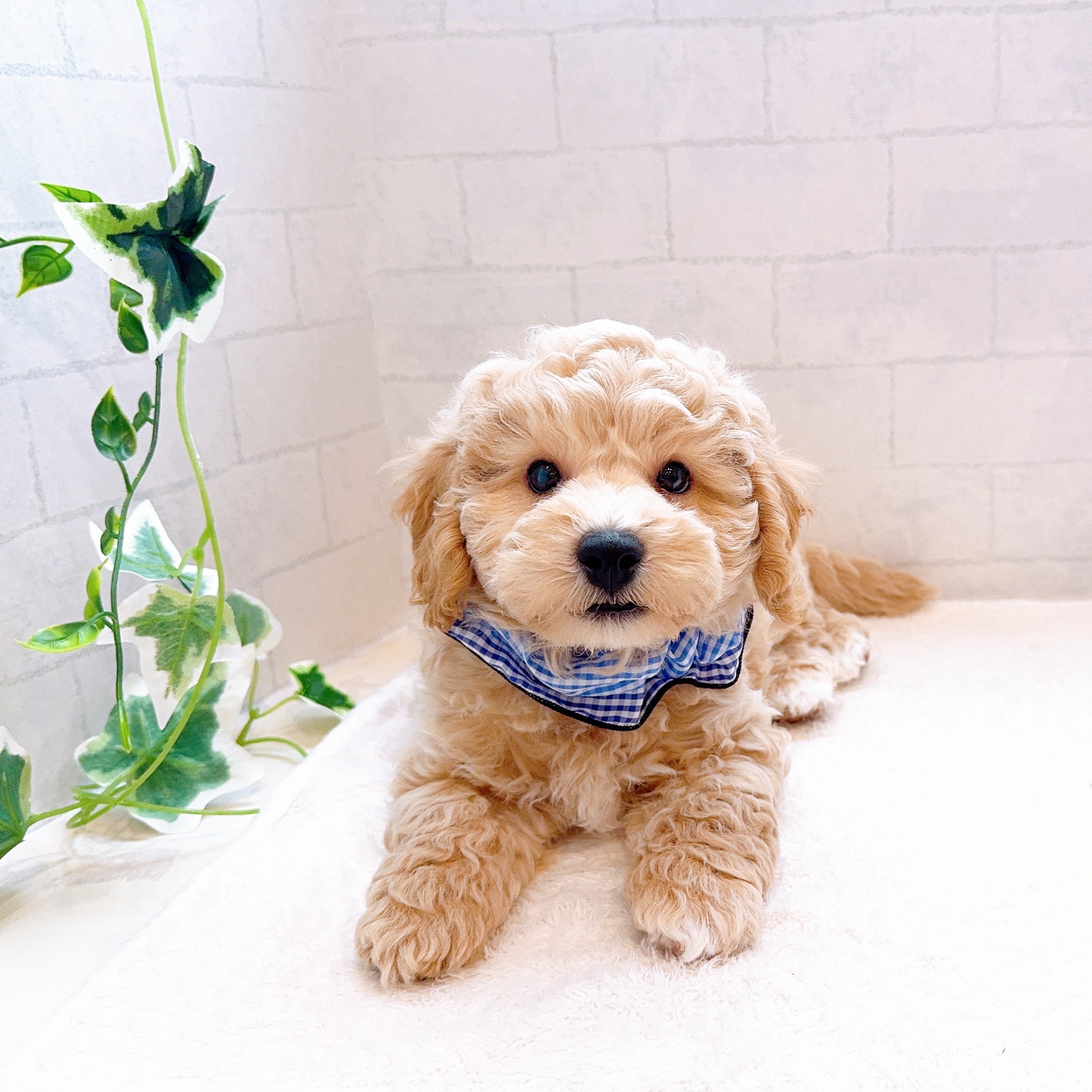 石川県のハーフ犬・ミックス犬 (犬の家＆猫の里金沢店/2025年12月14日生まれ/男の子/カフェオレ)の子犬の2枚目の画像