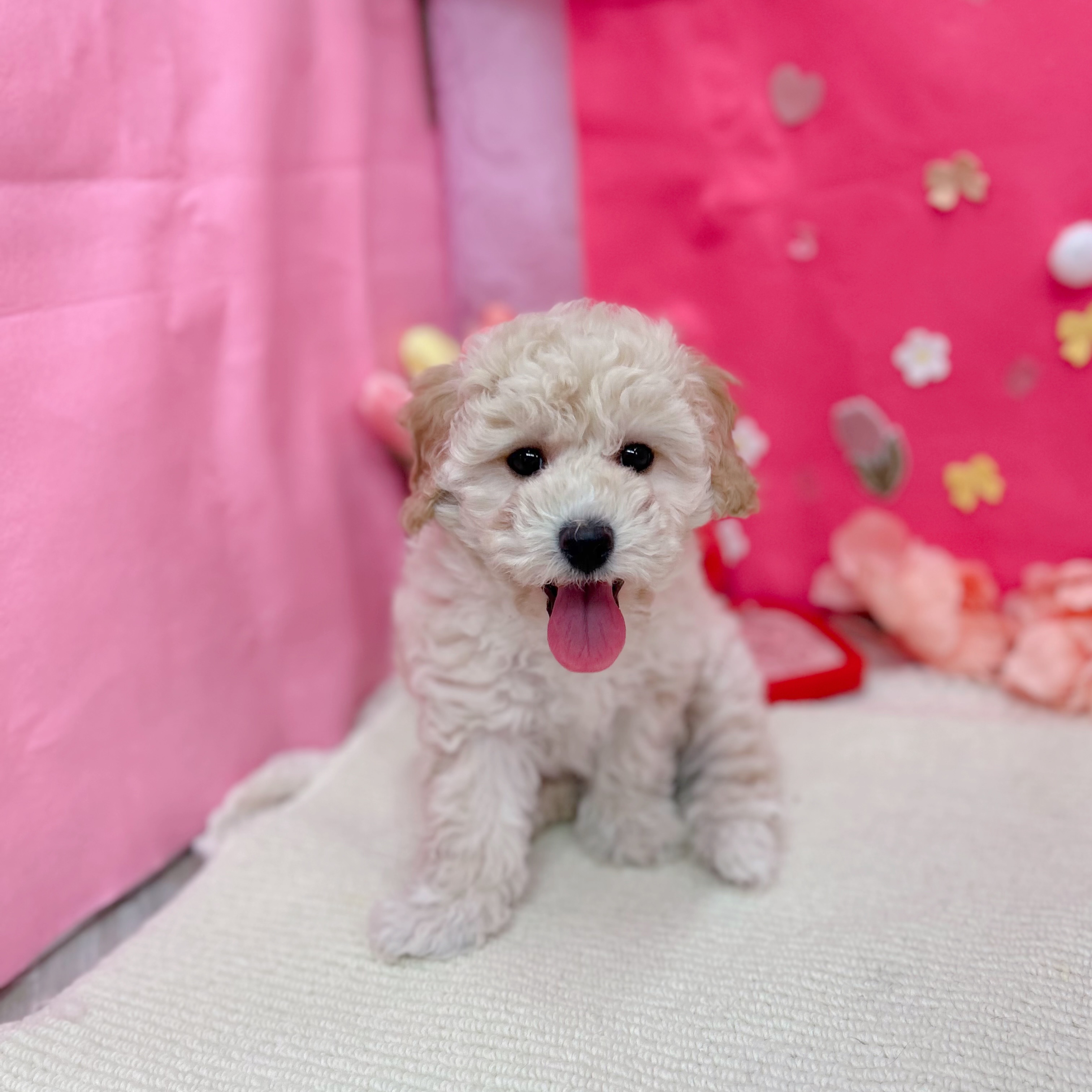 岐阜県のハーフ犬・ミックス犬 (犬の家＆猫の里岐南店/2025年12月14日生まれ/女の子/クリーム)の子犬の1枚目の画像