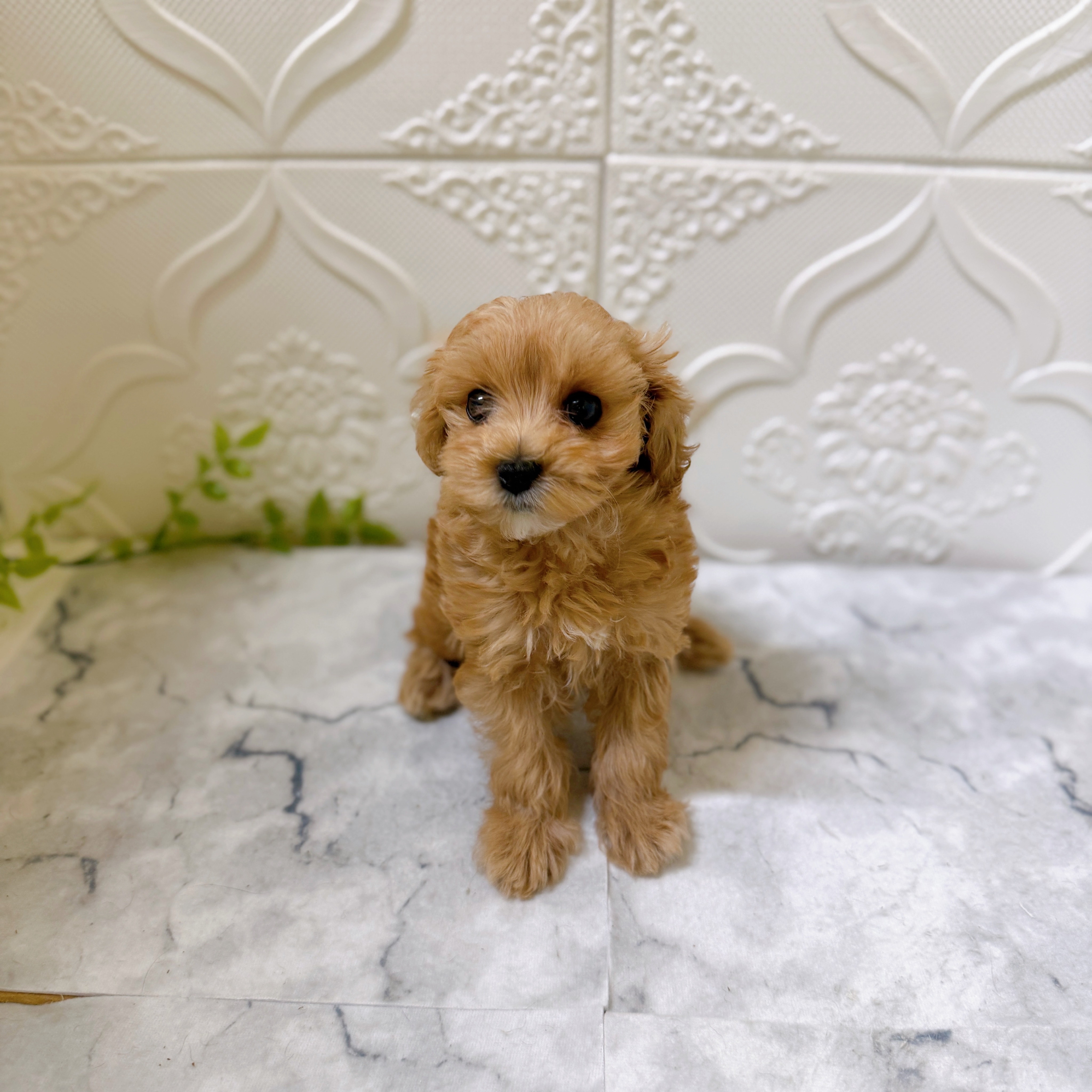 愛知県のマルプー(マルチーズ×プードル) (犬の家＆猫の里岡崎店/2025年12月16日生まれ/女の子/アプリコット)の子犬の2枚目の画像