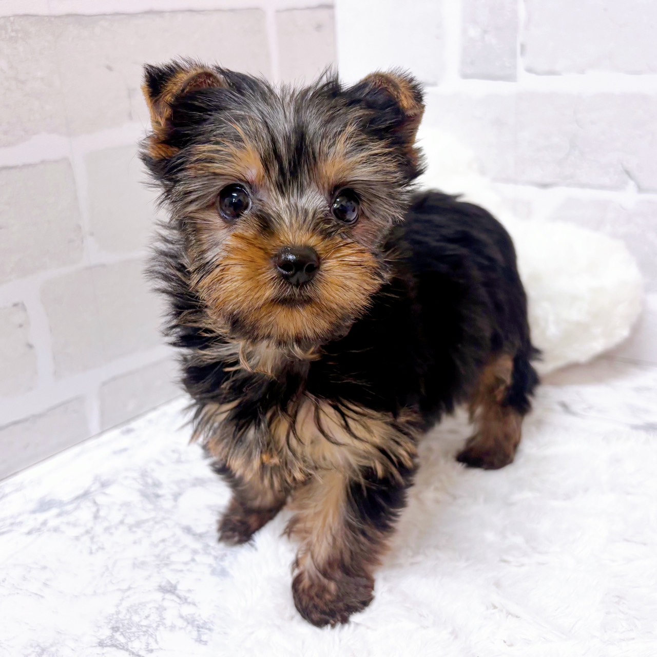 京都府のヨークシャーテリア (犬の家＆猫の里京都精華店/2025年12月18日生まれ/女の子/スチールブルータン)の子犬の2枚目の画像