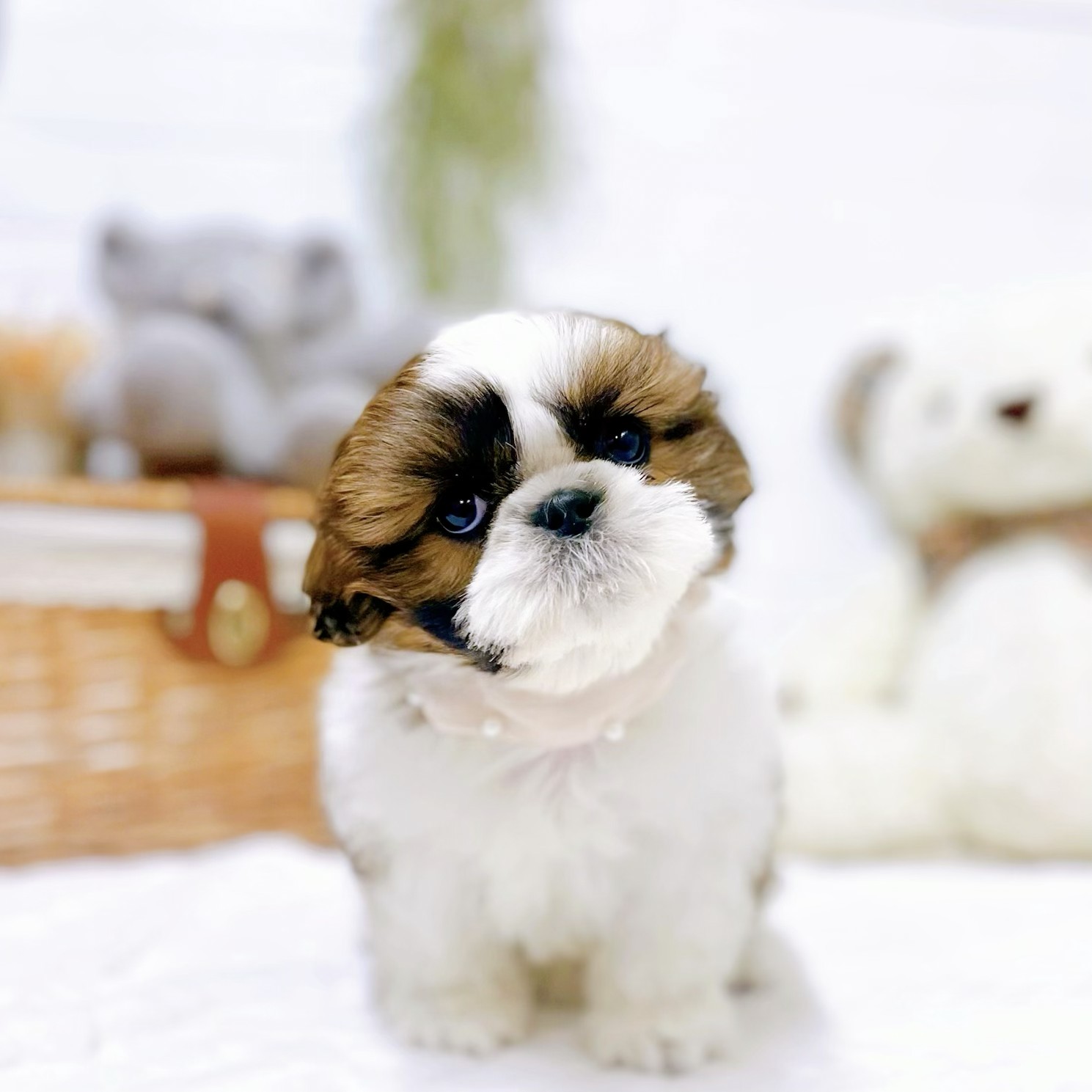 滋賀県のシーズー (犬の家＆猫の里近江八幡店/2025年12月18日生まれ/女の子/ホワイトゴールド)の子犬の1枚目の画像