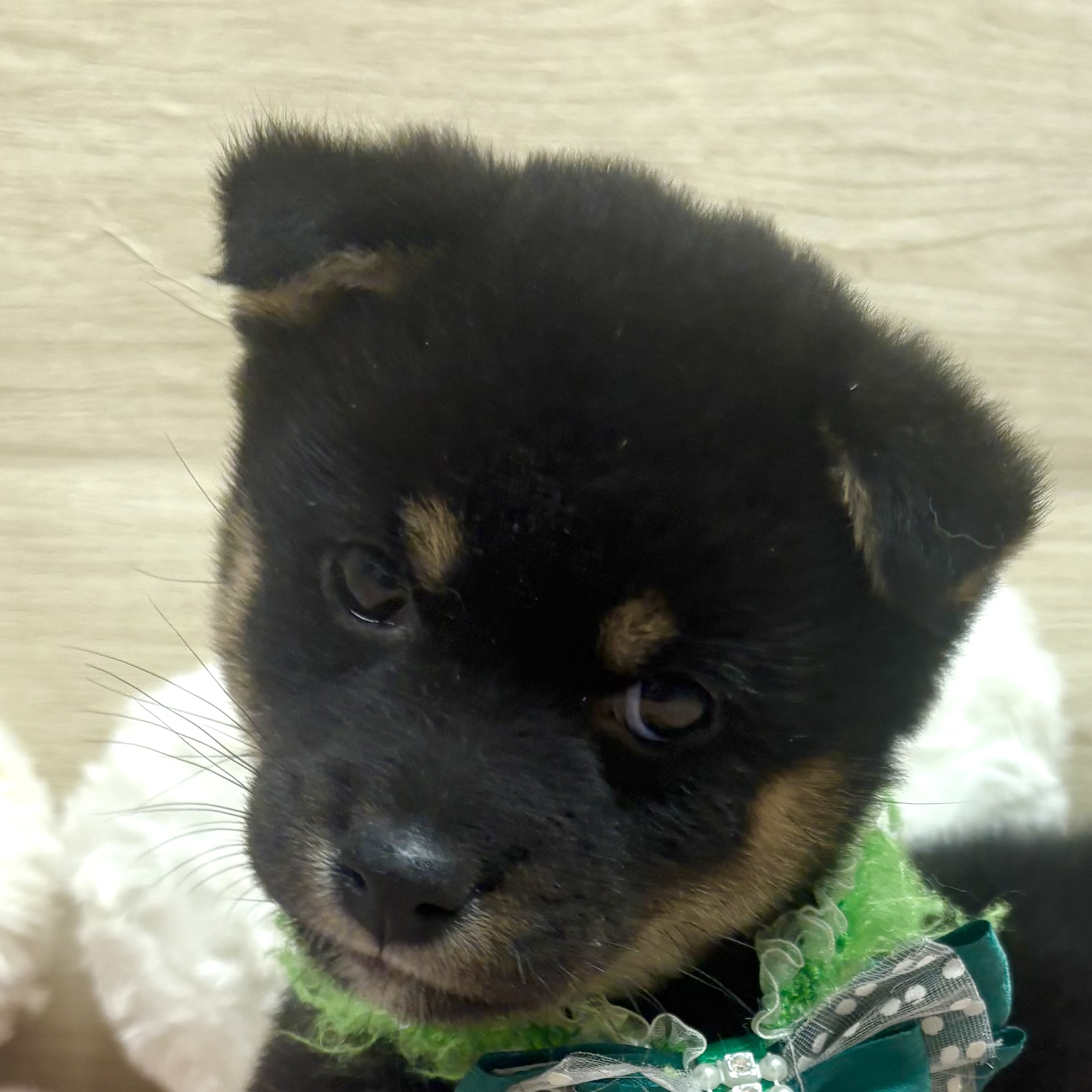 大阪府の豆柴 (犬の家＆猫の里そよら東岸和田店/2025年12月17日生まれ/男の子/黒)の子犬