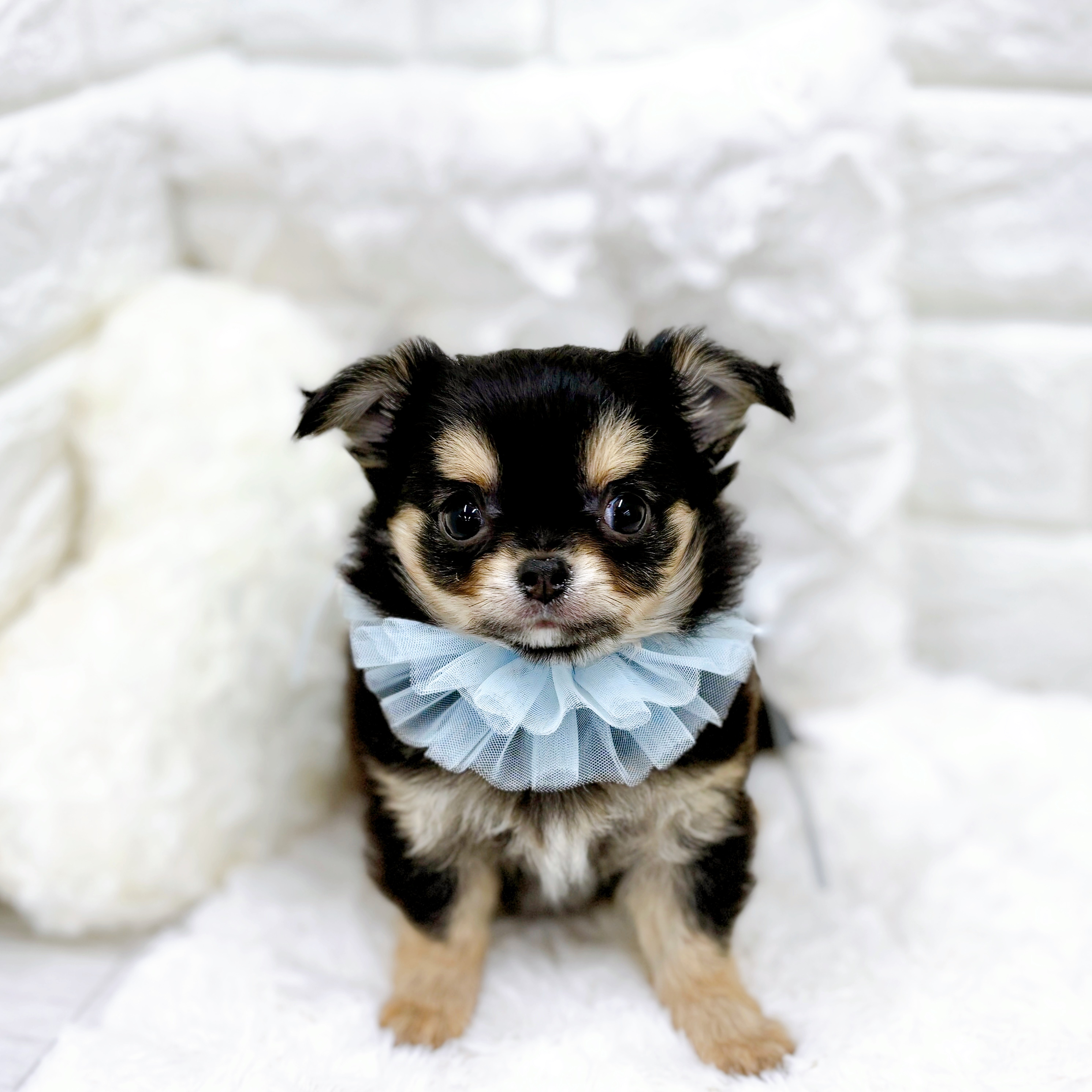 福井県のチワワ(ロング) (犬の家＆猫の里アミーゴ福井店/2025年12月18日生まれ/男の子/ブラックタン)の子犬の1枚目の画像