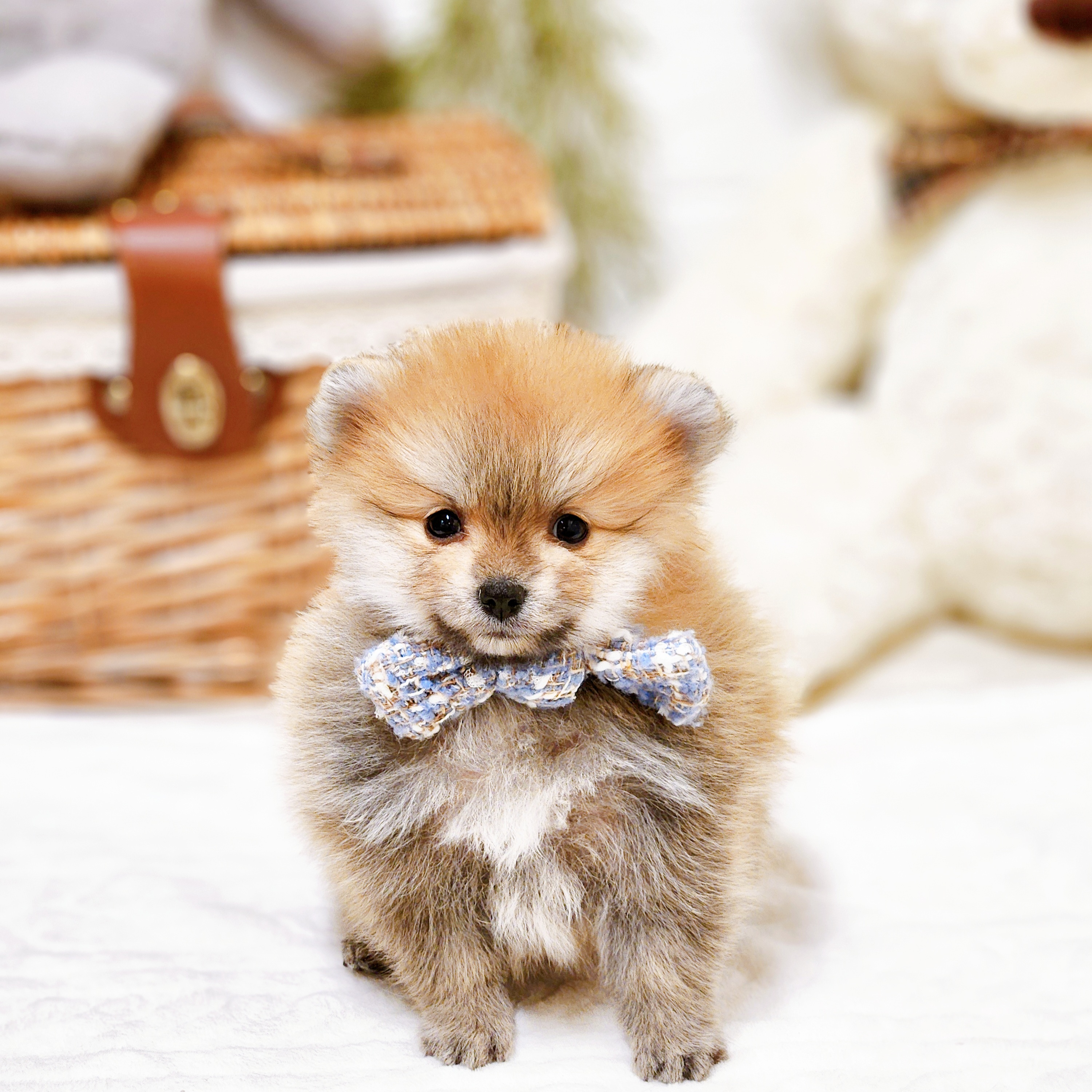 滋賀県のポメラニアン (犬の家＆猫の里近江八幡店/2025年12月15日生まれ/男の子/オレンジ)の子犬の1枚目の画像