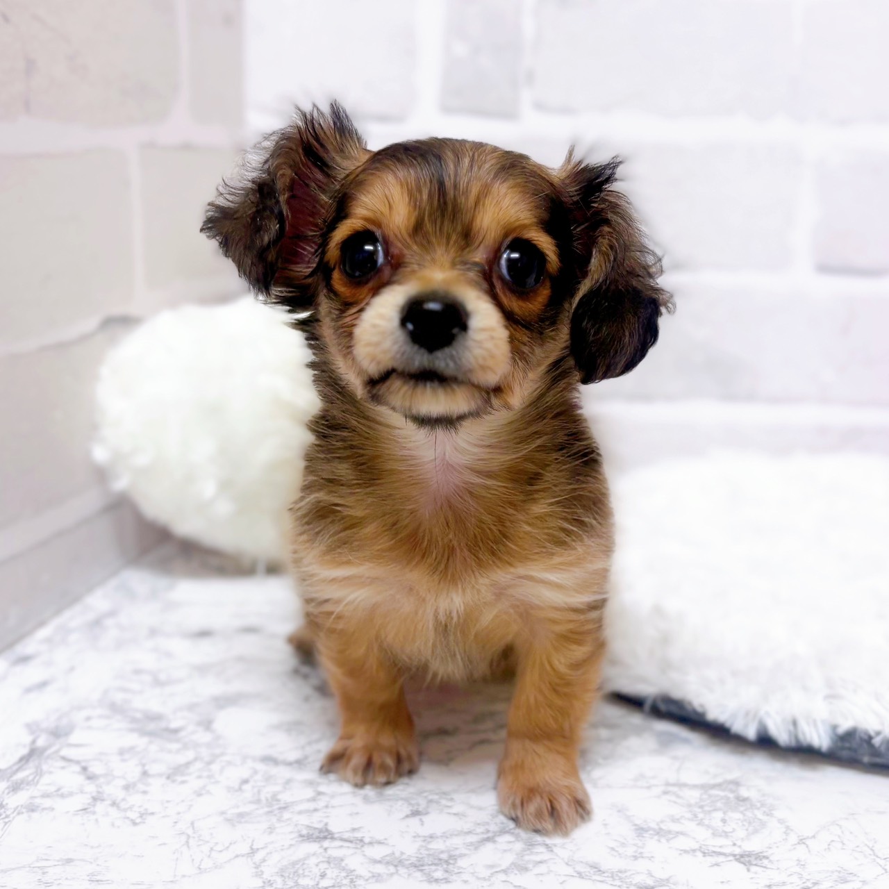 京都府のチワックス(チワワ×ダックス) (犬の家＆猫の里京都精華店/2025年12月16日生まれ/女の子/シェーデットレッド)の子犬の1枚目の画像
