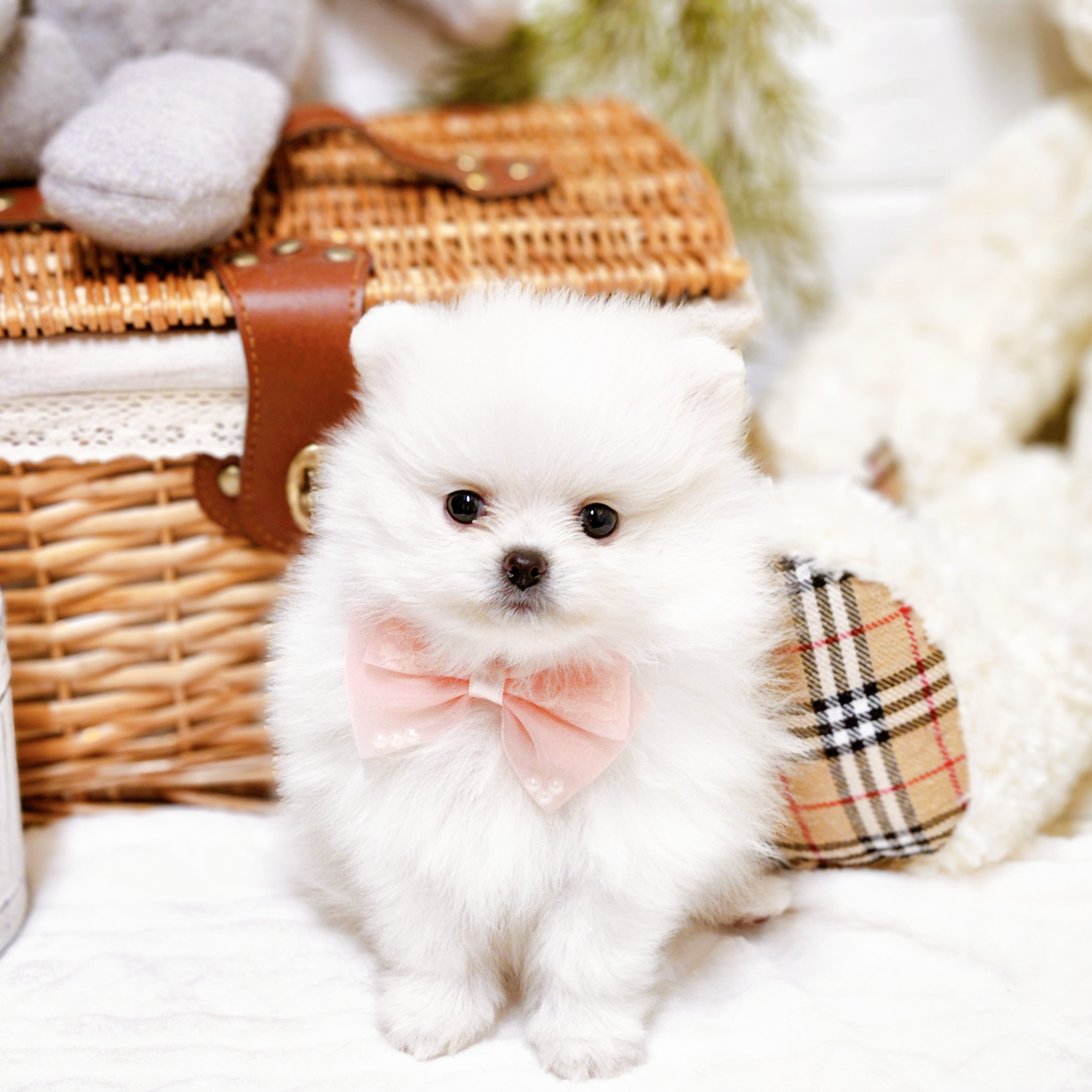 滋賀県のポメラニアン (犬の家＆猫の里近江八幡店/2025年12月16日生まれ/女の子/ホワイト)の子犬の1枚目の画像