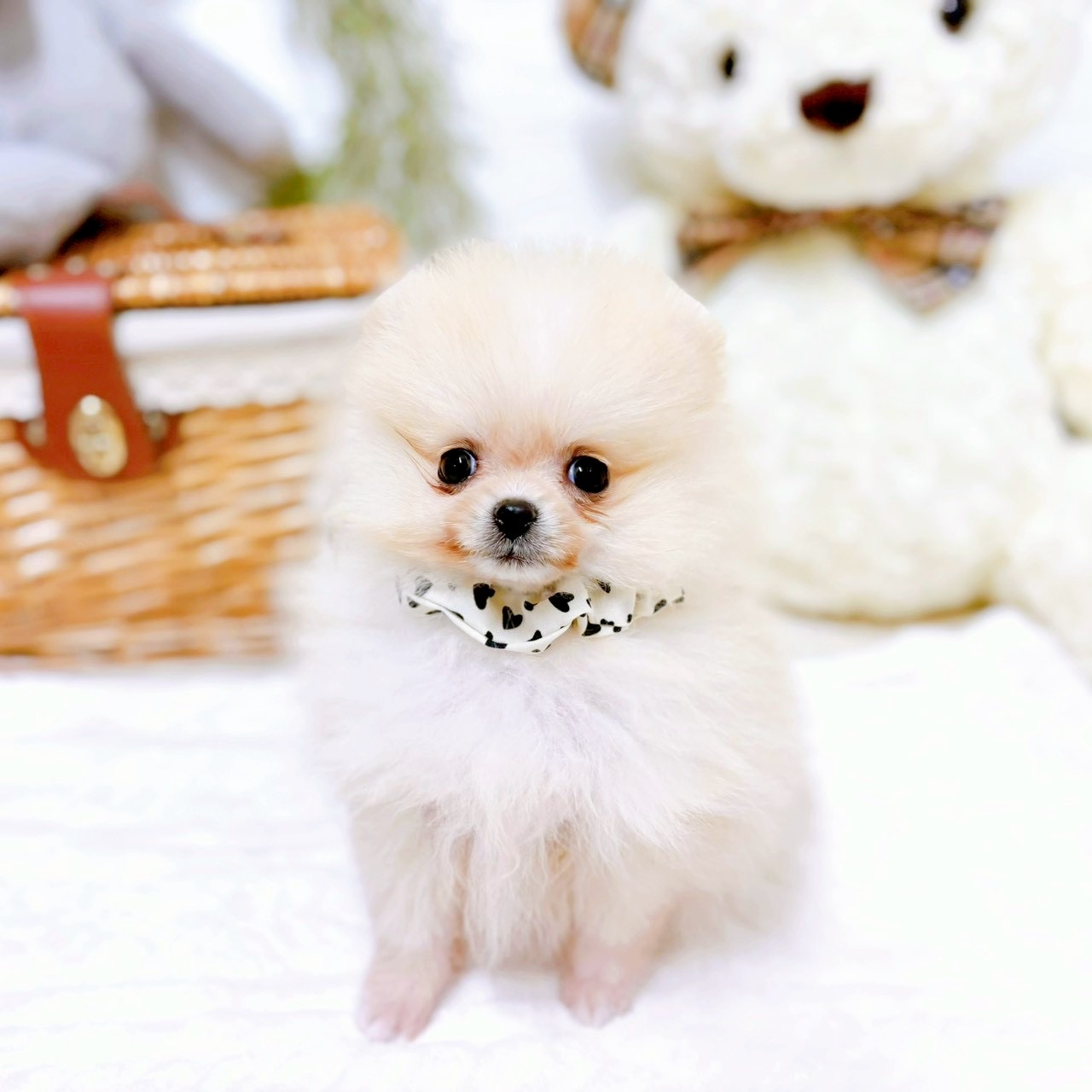 滋賀県のポメラニアン (犬の家＆猫の里近江八幡店/2025年12月13日生まれ/女の子/クリーム)の子犬