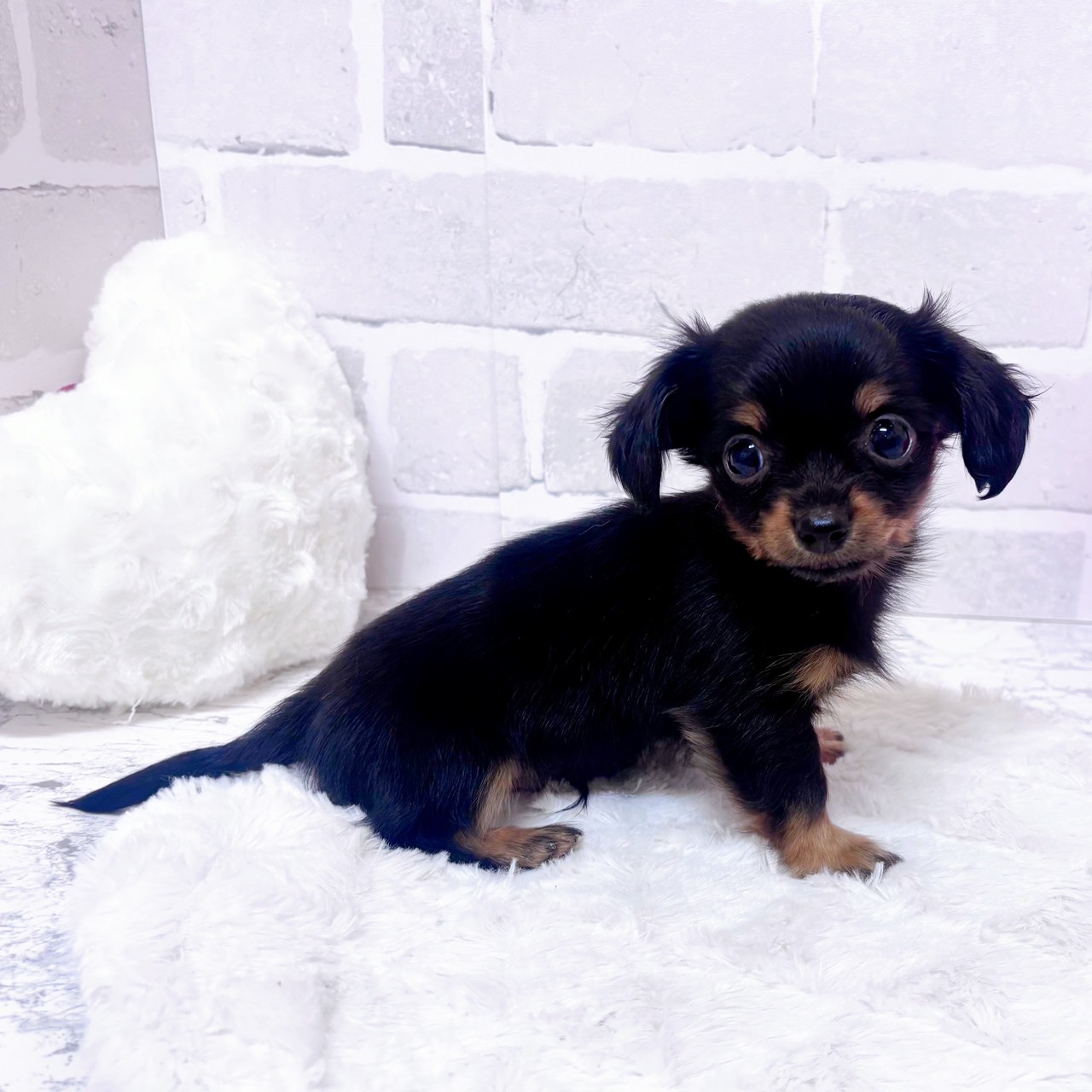 京都府のチワックス(チワワ×ダックス) (犬の家＆猫の里京都精華店/2025年12月17日生まれ/男の子/ブラックタン)の子犬の2枚目の画像