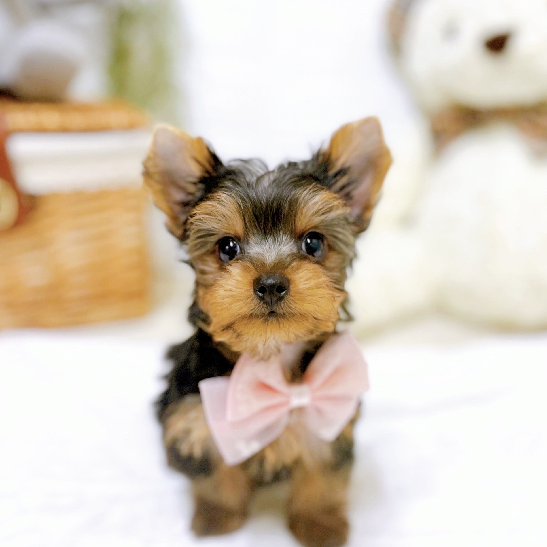 滋賀県のヨークシャーテリア (犬の家＆猫の里近江八幡店/2025年12月18日生まれ/女の子/スチールブルータン)の子犬の2枚目の画像