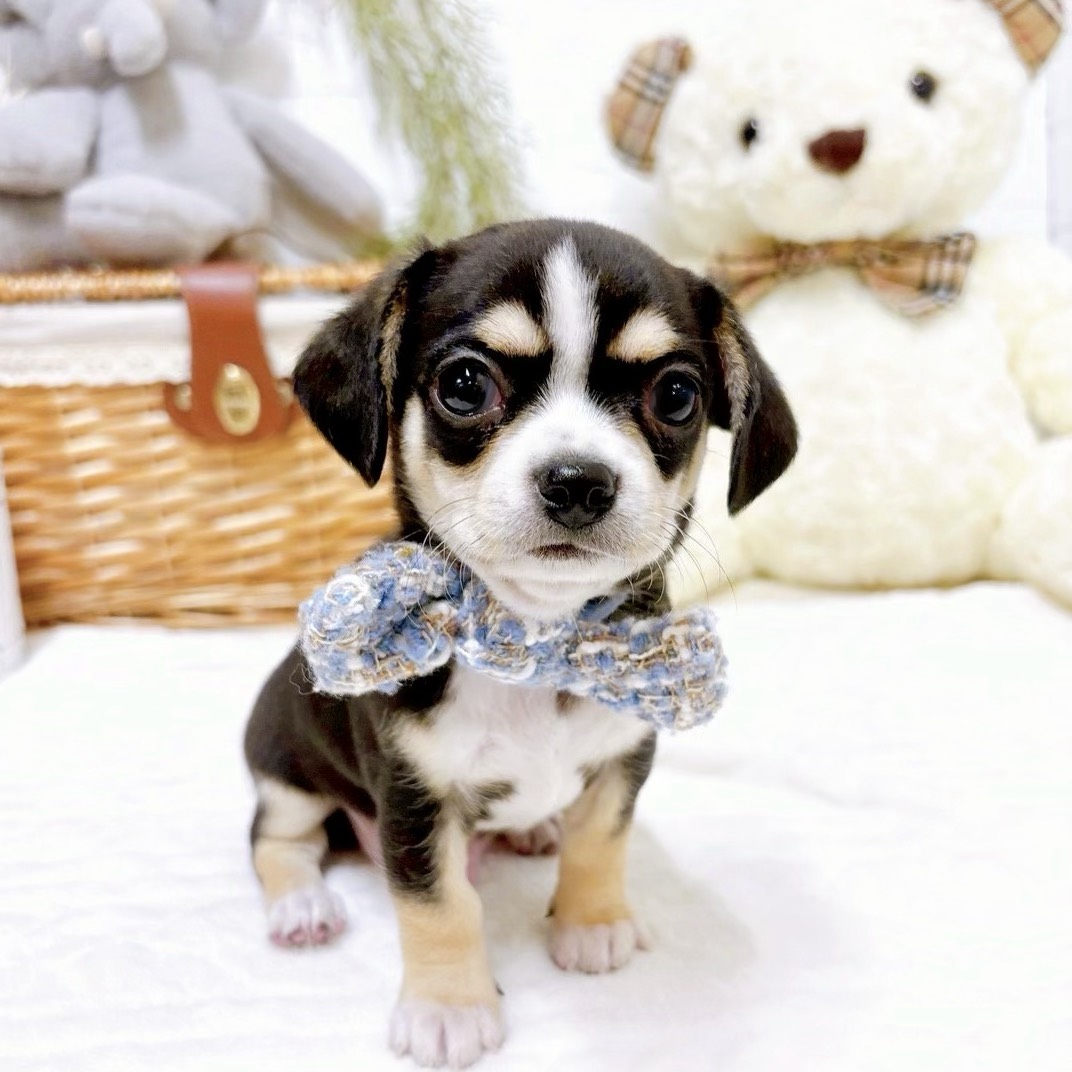 滋賀県のチワックス(チワワ×ダックス) (犬の家＆猫の里近江八幡店/2025年12月16日生まれ/男の子/ブラックタンホワイト)の子犬の2枚目の画像