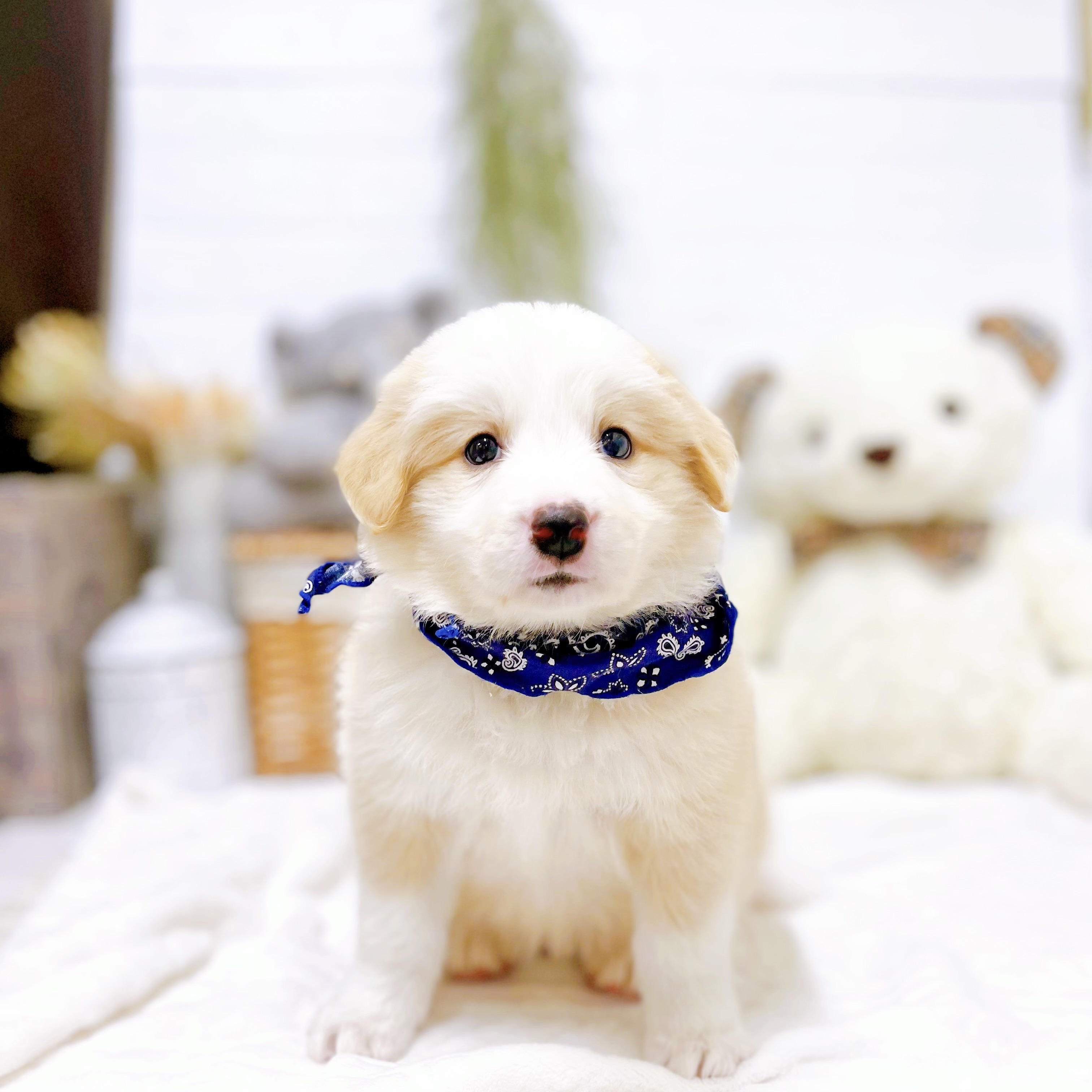 滋賀県のボーダーコリー (犬の家＆猫の里近江八幡店/2025年12月16日生まれ/男の子/レッドホワイト)の子犬の1枚目の画像