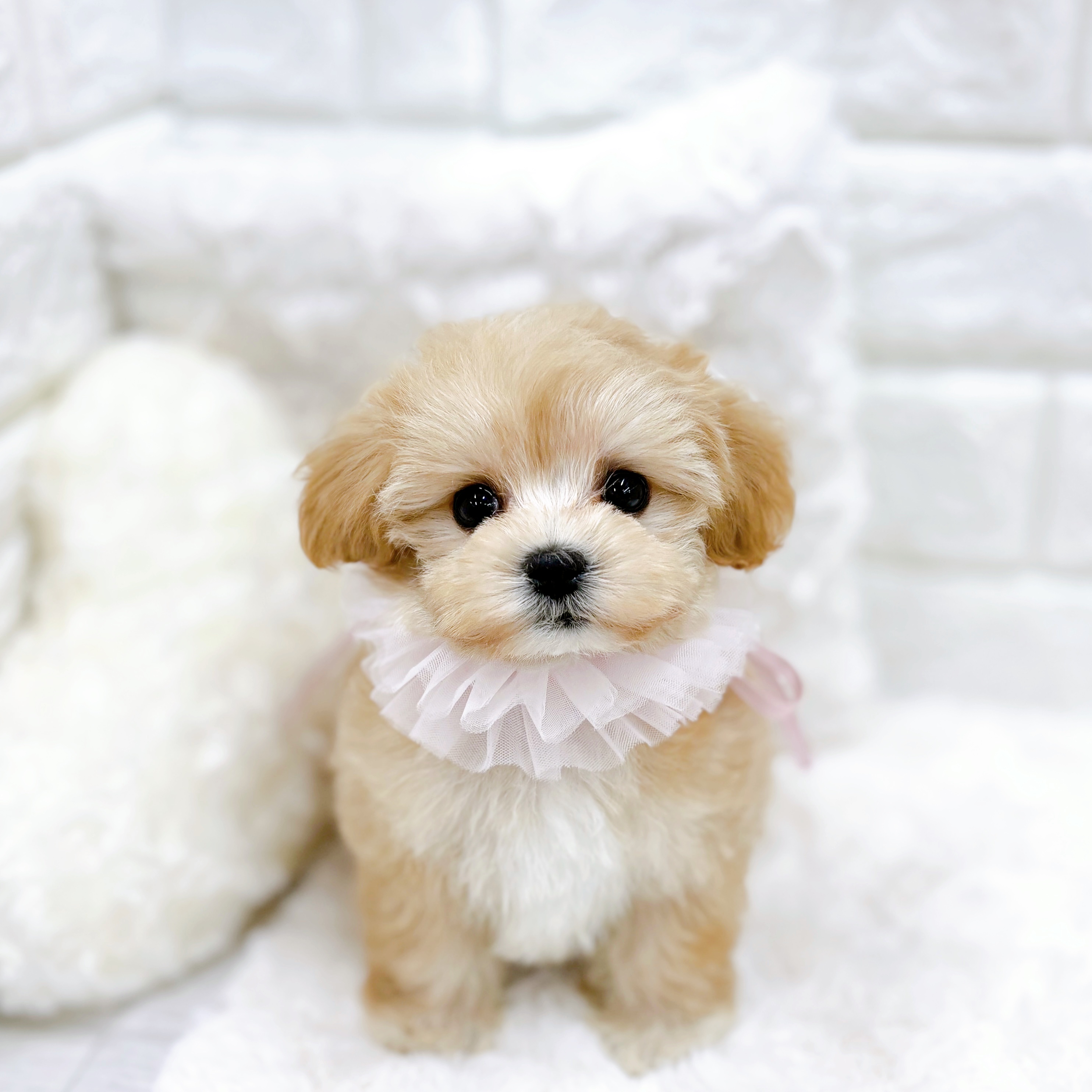 福井県のマルプー(マルチーズ×プードル) (犬の家＆猫の里アミーゴ福井店/2025年12月17日生まれ/女の子/クリーム)の子犬の1枚目の画像