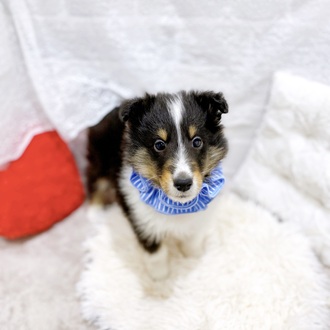 滋賀県のシェットランドシープドッグ (犬の家＆猫の里長浜店/2025年12月18日生まれ/男の子/ブラックタンホワイト)の子犬の1枚目の画像