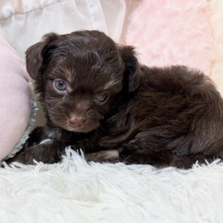 兵庫県のチワプー/プーチー(チワワ×プードル) (犬の家＆猫の里カナート西神戸店/2025年12月18日生まれ/女の子/チョコレートクリーム)の子犬の2枚目の画像