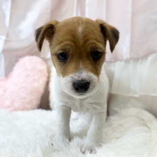 兵庫県のジャックラッセルテリア (犬の家＆猫の里カナート西神戸店/2025年12月15日生まれ/女の子/タンホワイト)の子犬の2枚目の画像
