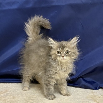 愛知県のサイベリアン (犬の家＆猫の里一宮店/2025年12月10日生まれ/女の子/ブルーパッチドタビーホワイト)の子猫の2枚目の画像