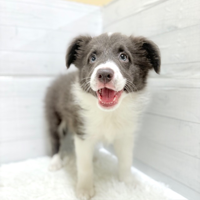 ボーダーコリー男の子の写真