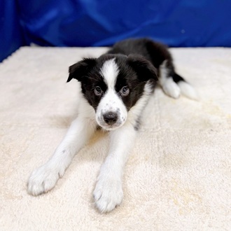 愛知県のボーダーコリー (犬の家＆猫の里一宮店/2025年12月18日生まれ/男の子/ブラックホワイト)の子犬の2枚目の画像