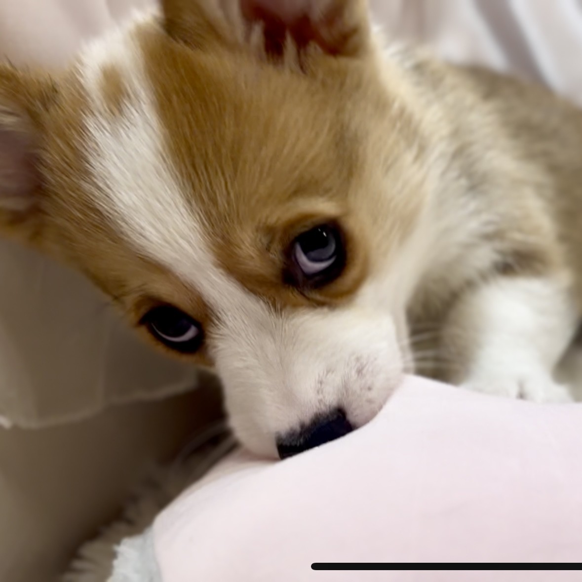 兵庫県のウェルシュコーギーペンブローク (犬の家＆猫の里カナート西神戸店/2025年12月19日生まれ/男の子/セーブルホワイト)の子犬の2枚目の画像