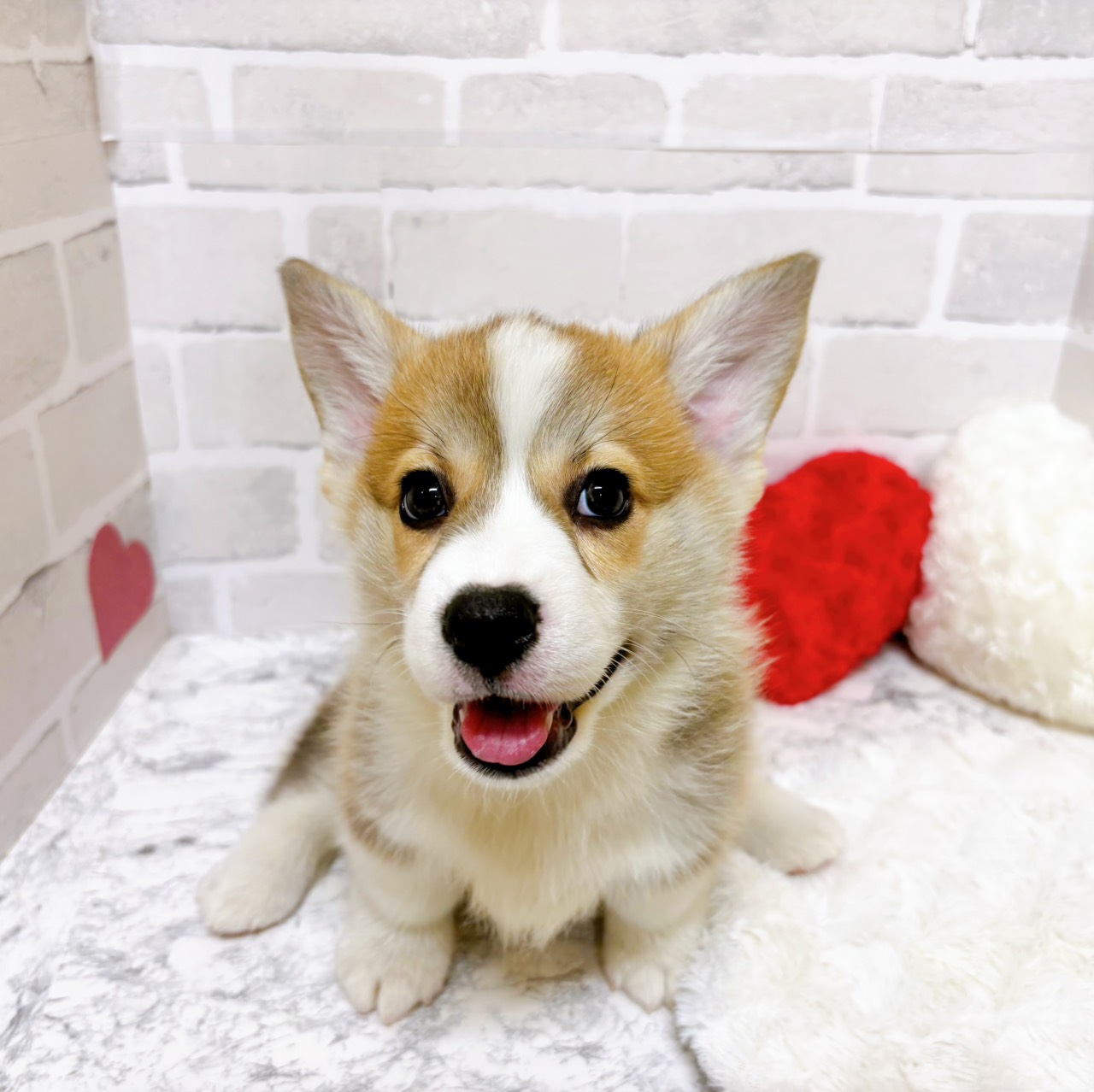 京都府のウェルシュコーギーペンブローク (犬の家＆猫の里京都精華店/2025年12月19日生まれ/男の子/セーブルホワイト)の子犬の2枚目の画像