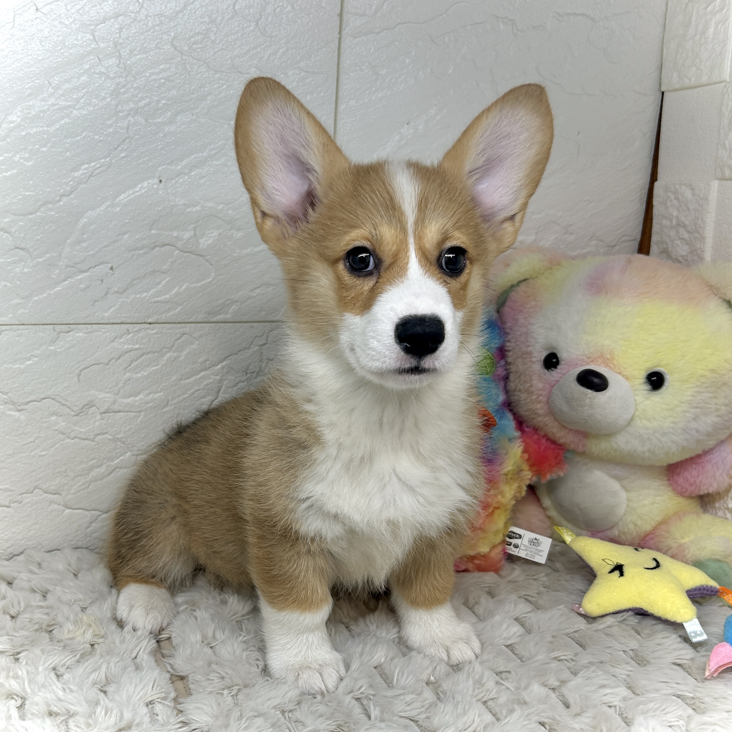 兵庫県のウェルシュコーギーペンブローク (犬の家＆猫の里ゆめタウン姫路店/2025年12月19日生まれ/女の子/セーブルホワイト)の子犬の2枚目の画像