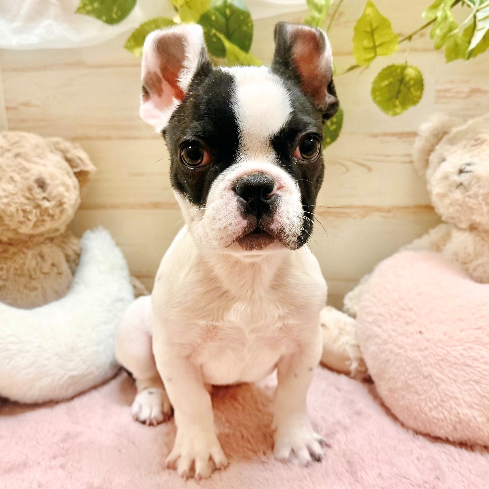 兵庫県のフレンチブルドッグ (犬の家＆猫の里神戸店/2025年12月20日生まれ/男の子/パイド)の子犬の1枚目の画像