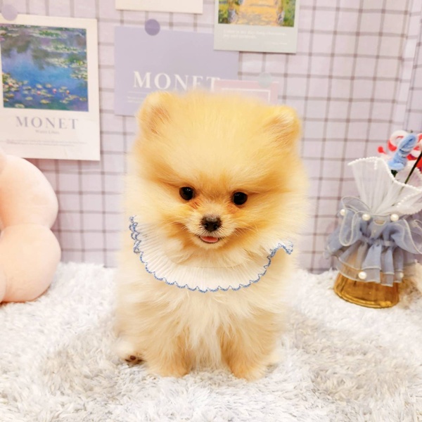 福井県のポメラニアン (犬の家＆猫の里福井店/2025年12月18日生まれ/女の子/クリーム)の子犬の2枚目の画像