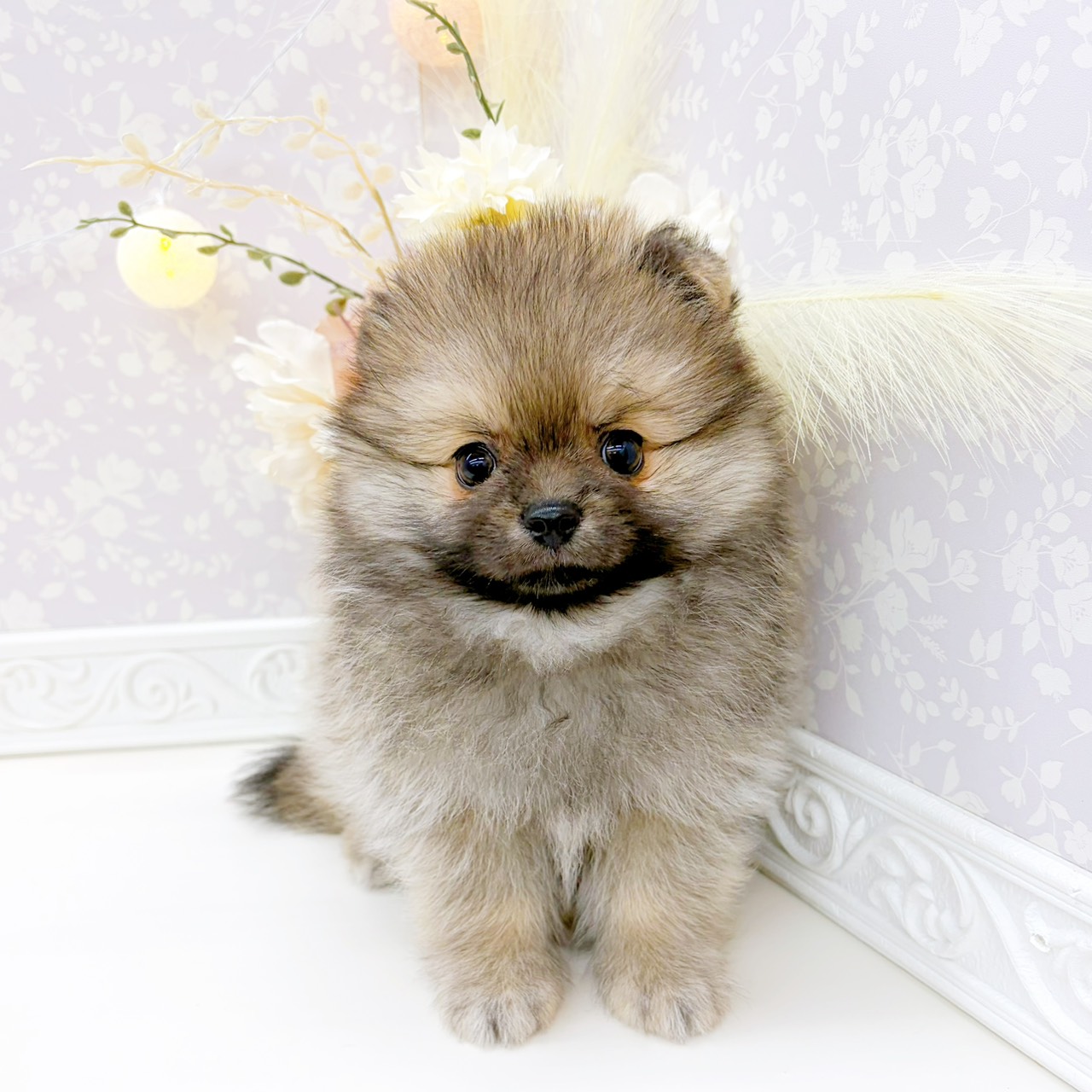 富山県のポメチワ/チワポメ/ポメチー(ポメラニアン×チワワ) (犬の家＆猫の里富山店/2025年12月19日生まれ/男の子/ウルフセーブル)の子犬の2枚目の画像