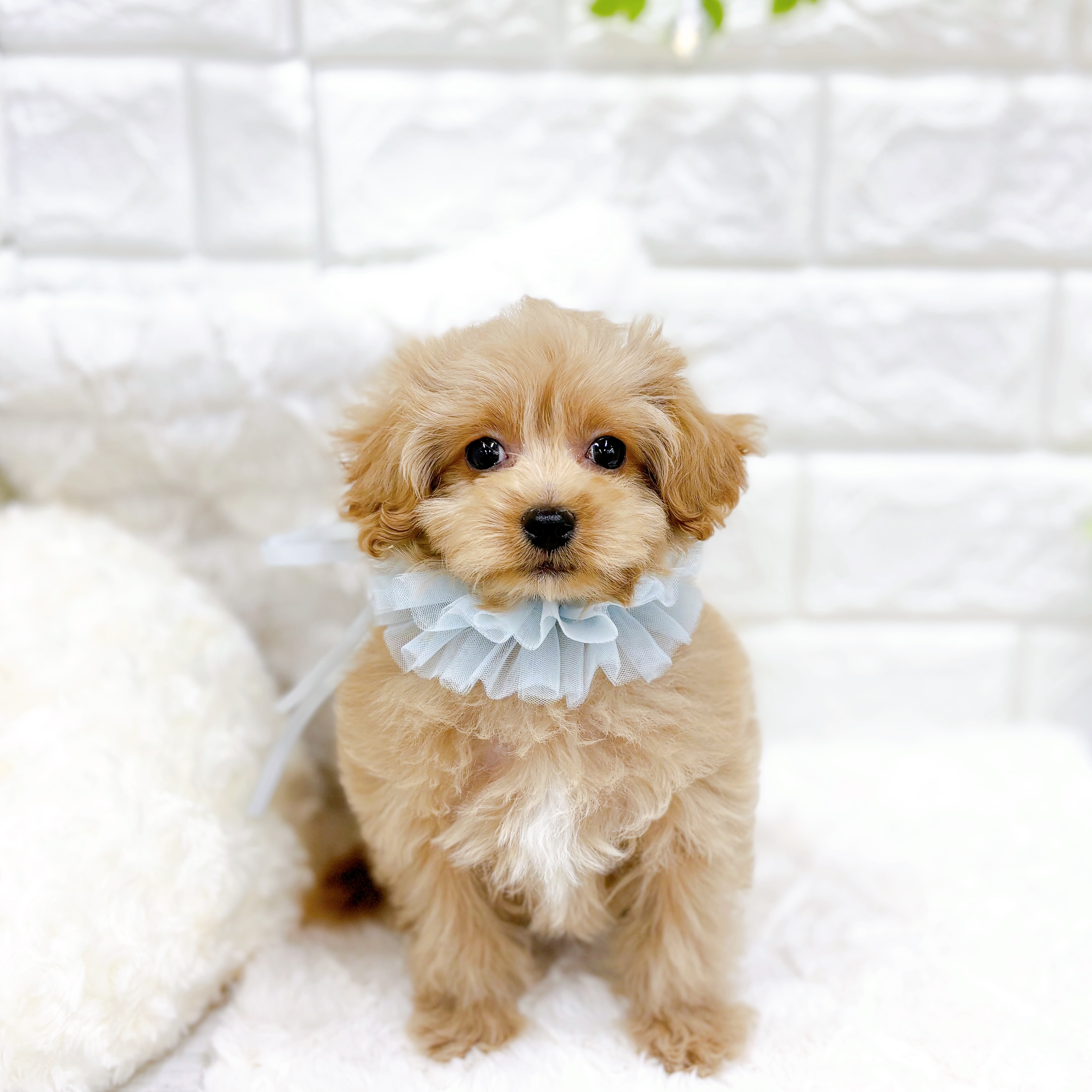 福井県のマルプー(マルチーズ×プードル) (犬の家＆猫の里アミーゴ福井大和田店/2025年12月21日生まれ/男の子/アプリコット)の子犬の2枚目の画像