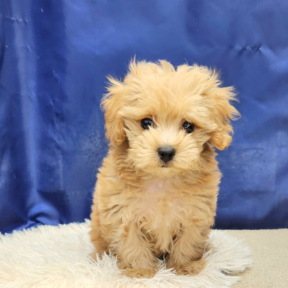 岐阜県のマルプー(マルチーズ×プードル) (犬の家＆猫の里中津川店/2025年12月21日生まれ/男の子/アプリコットホワイト)の子犬の2枚目の画像