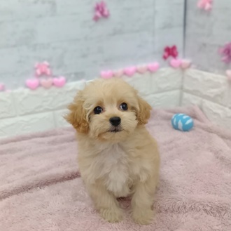 静岡県のマルプー(マルチーズ×プードル) (犬の家＆猫の里プレ葉ウォーク浜北店/2025年12月21日生まれ/女の子/アプリコット)の子犬の2枚目の画像